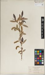 Foto von Salix laevigata Bebb